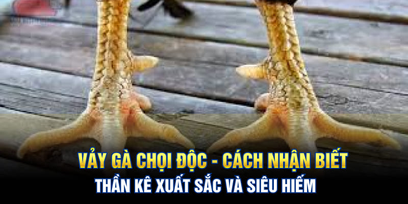 Vảy Gà Chọi Độc - Cách Nhận Biết Thần Kê Xuất Sắc Chuẩn